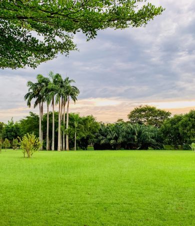 Landscape of sunset light in public park with green grass field and palm tree